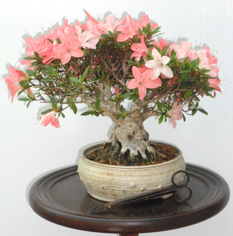 Azalea_Rhododendron_Bonsai da esterno