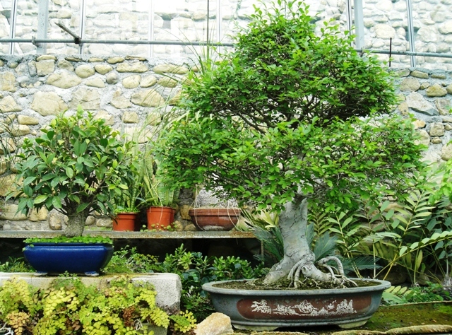 Bonsai da interno