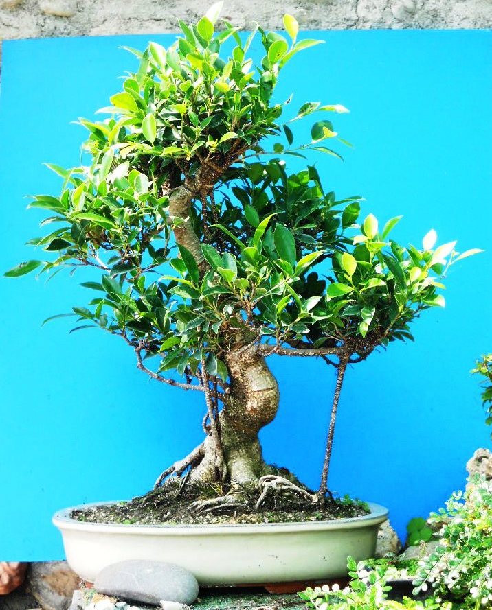 QUANDO METTERE E TOGLIERE IL FILO SUL BONSAI 