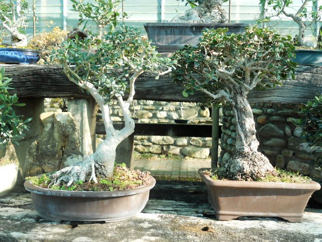 Bonsai Di Olivo